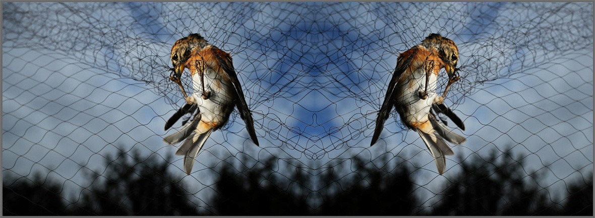 Bird Net Manufacturers in Ahmedabad